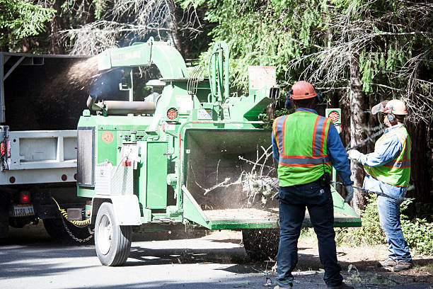 Best Leaf Removal  in USA